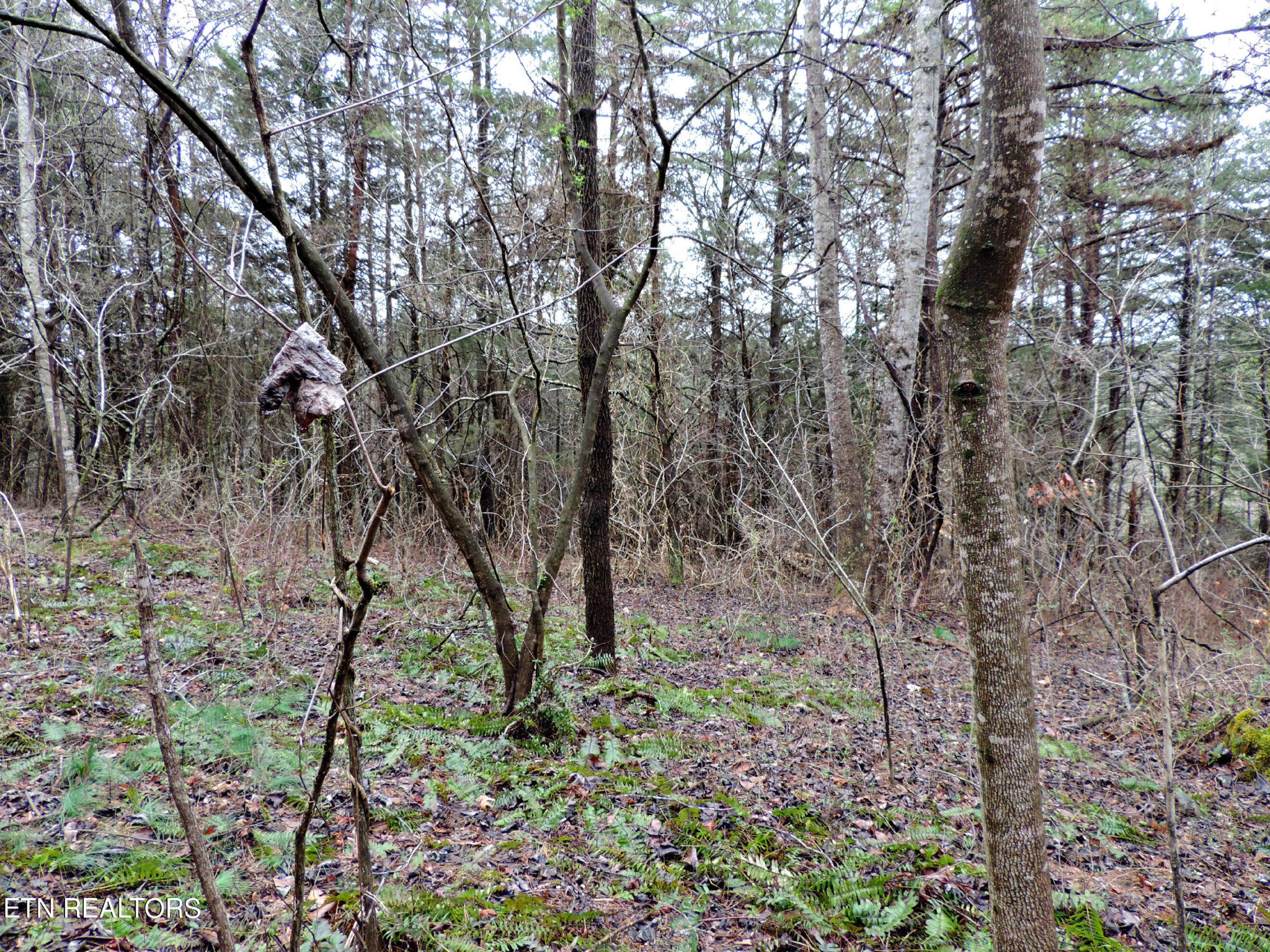 10 Hickory Spgs Road Washburn, TN 37888 - Photo 11 of 21 Gallery Image 11