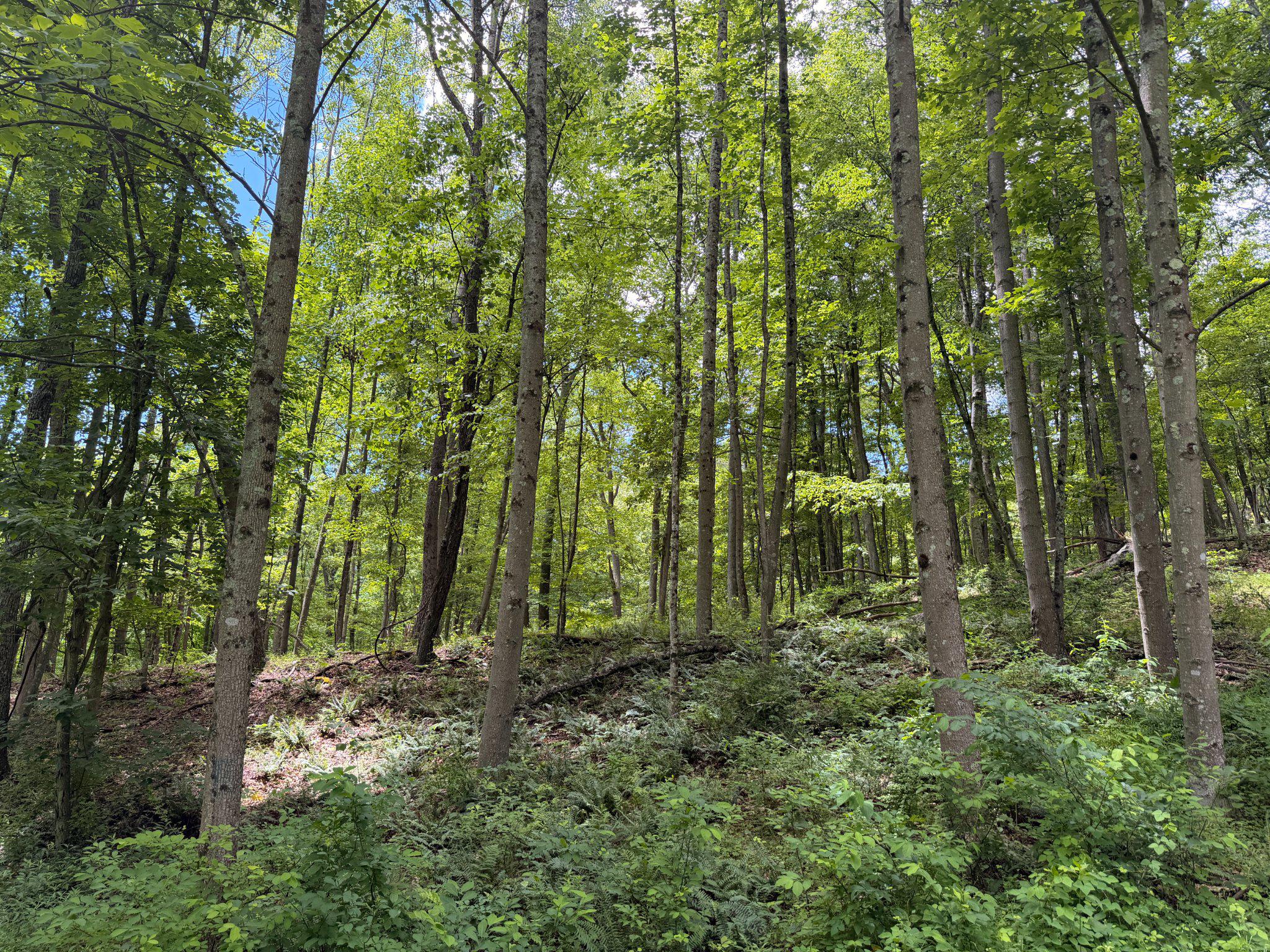 14600 Williams Road Southeast Cumberland, MD 21502 - Photo 16 of 122