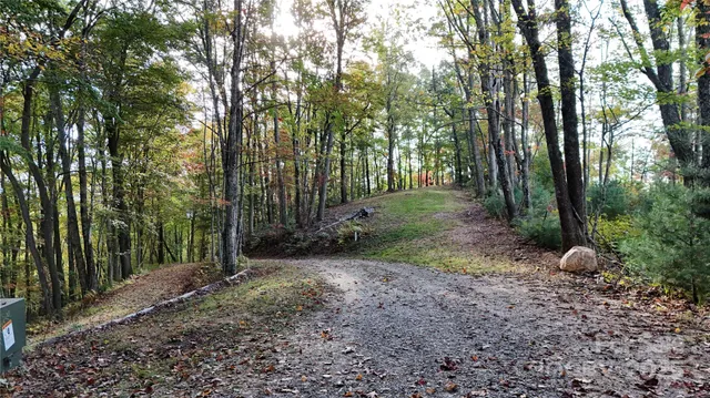 a view of a forest filled with trees