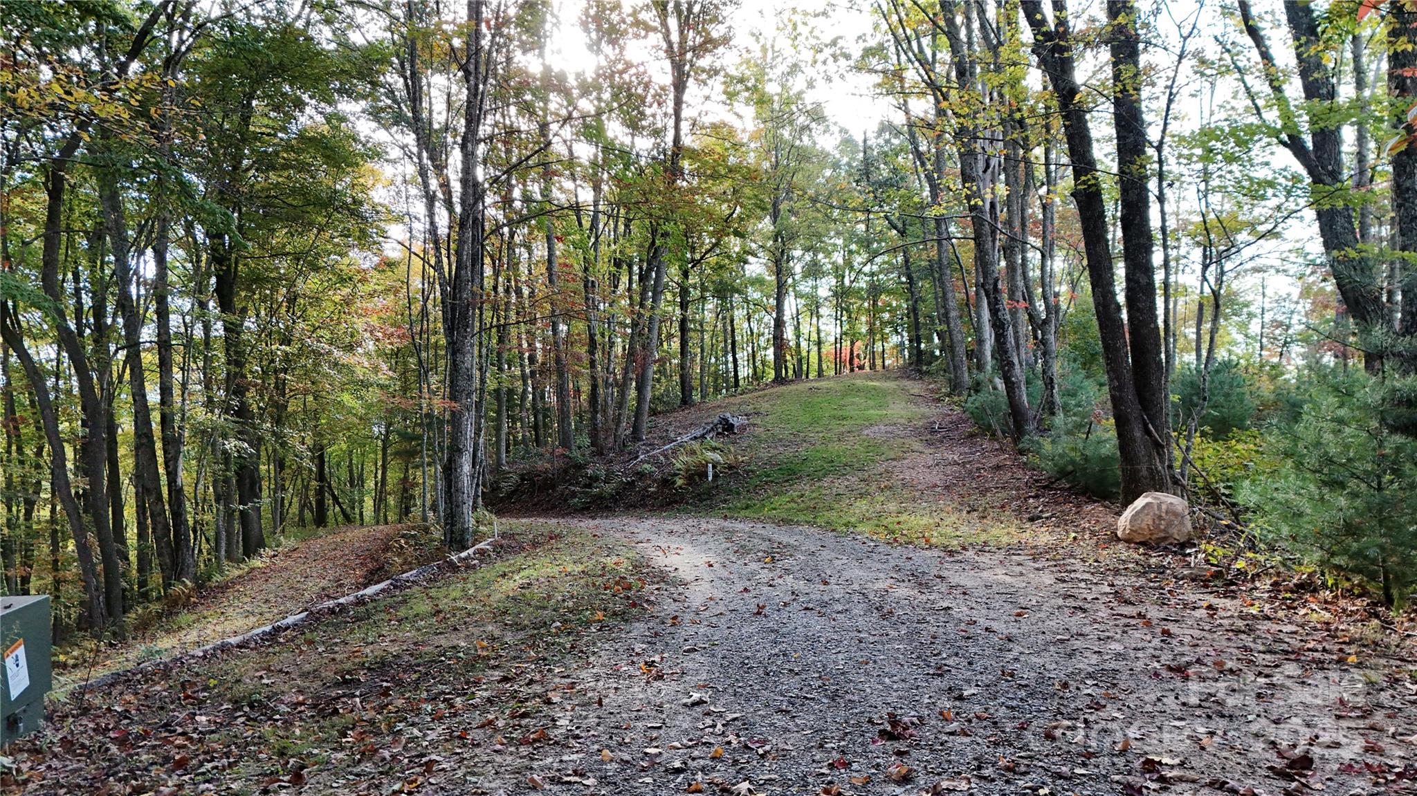 a view of a forest filled with trees