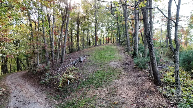 a view of a forest filled with trees