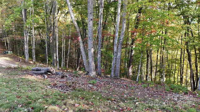 a view of a backyard with trees