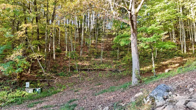 a view of a yard with plants and large trees