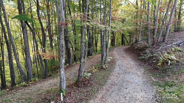a view of a forest with trees