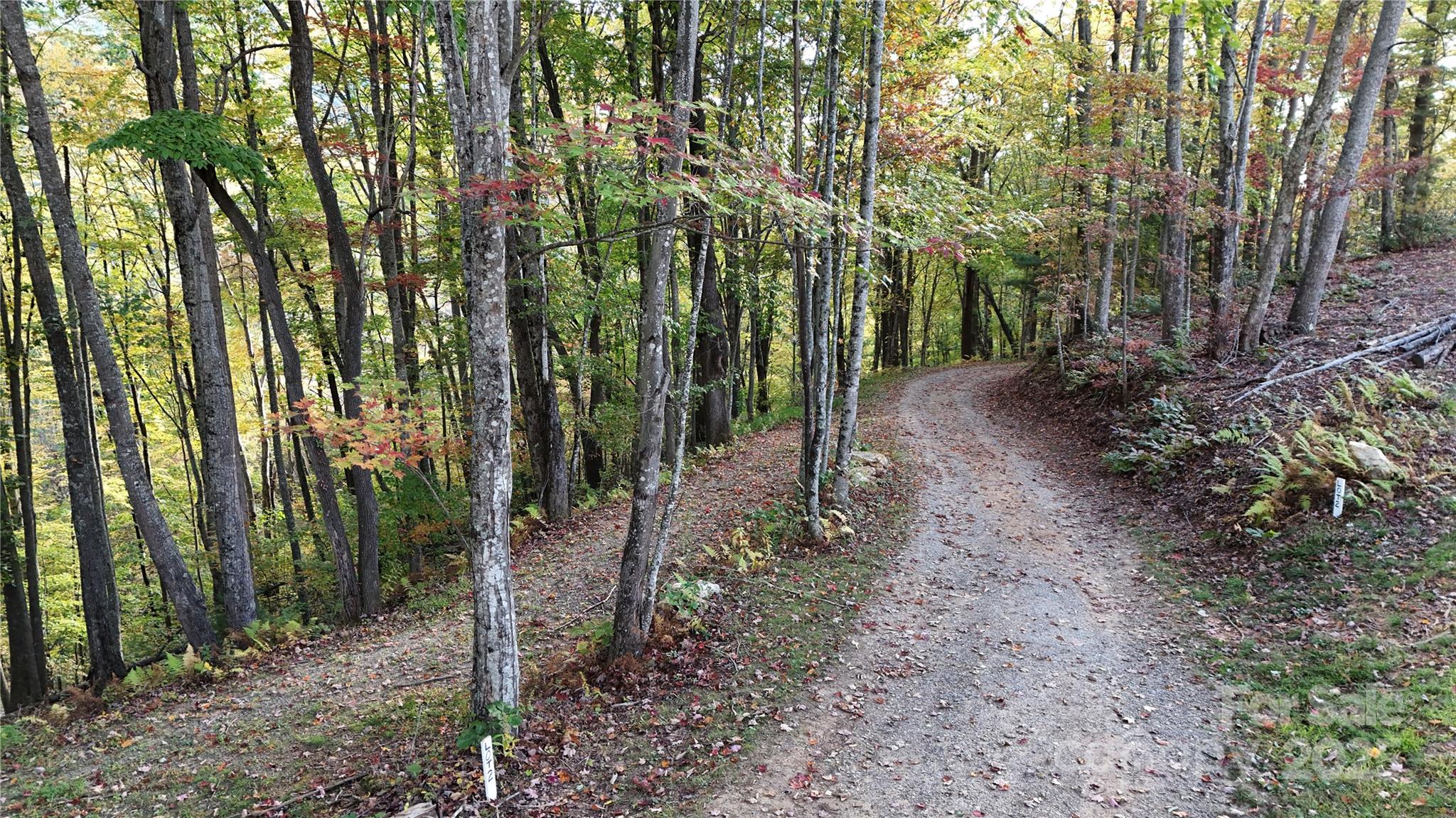 2 Roberts Mountain Road, Unit 2 Clyde, NC 28721 - Photo 7 of 28 a view of a forest with trees