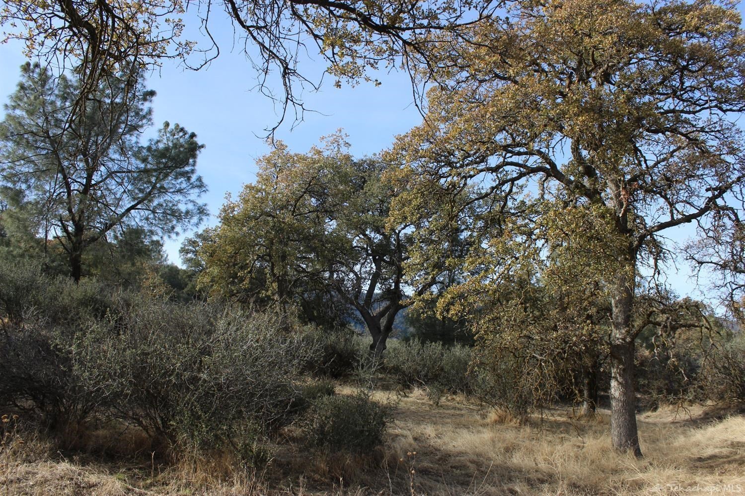 0 Oak Tree Estates Caliente, CA 93518 - Photo 1 of 6 Gallery Image 1