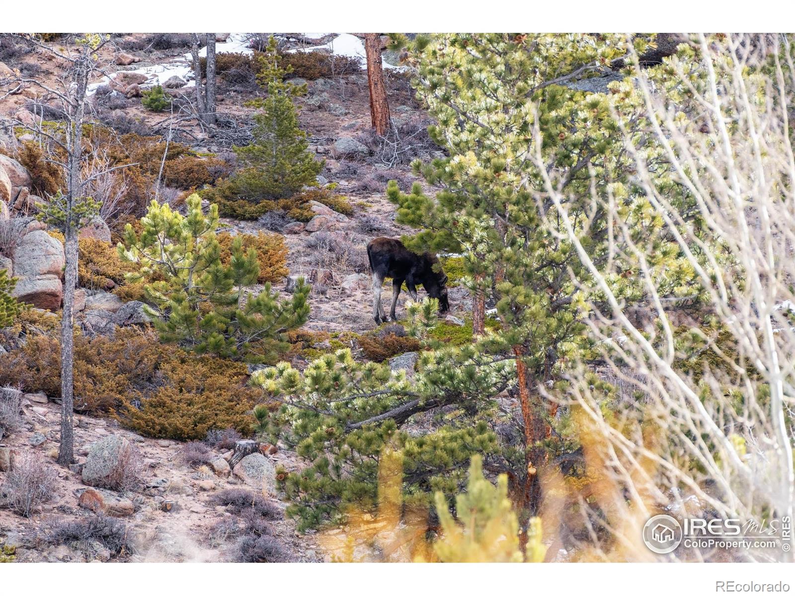 151 Ada Court Red Feather Lakes, CO 80545 - Photo 9 of 22