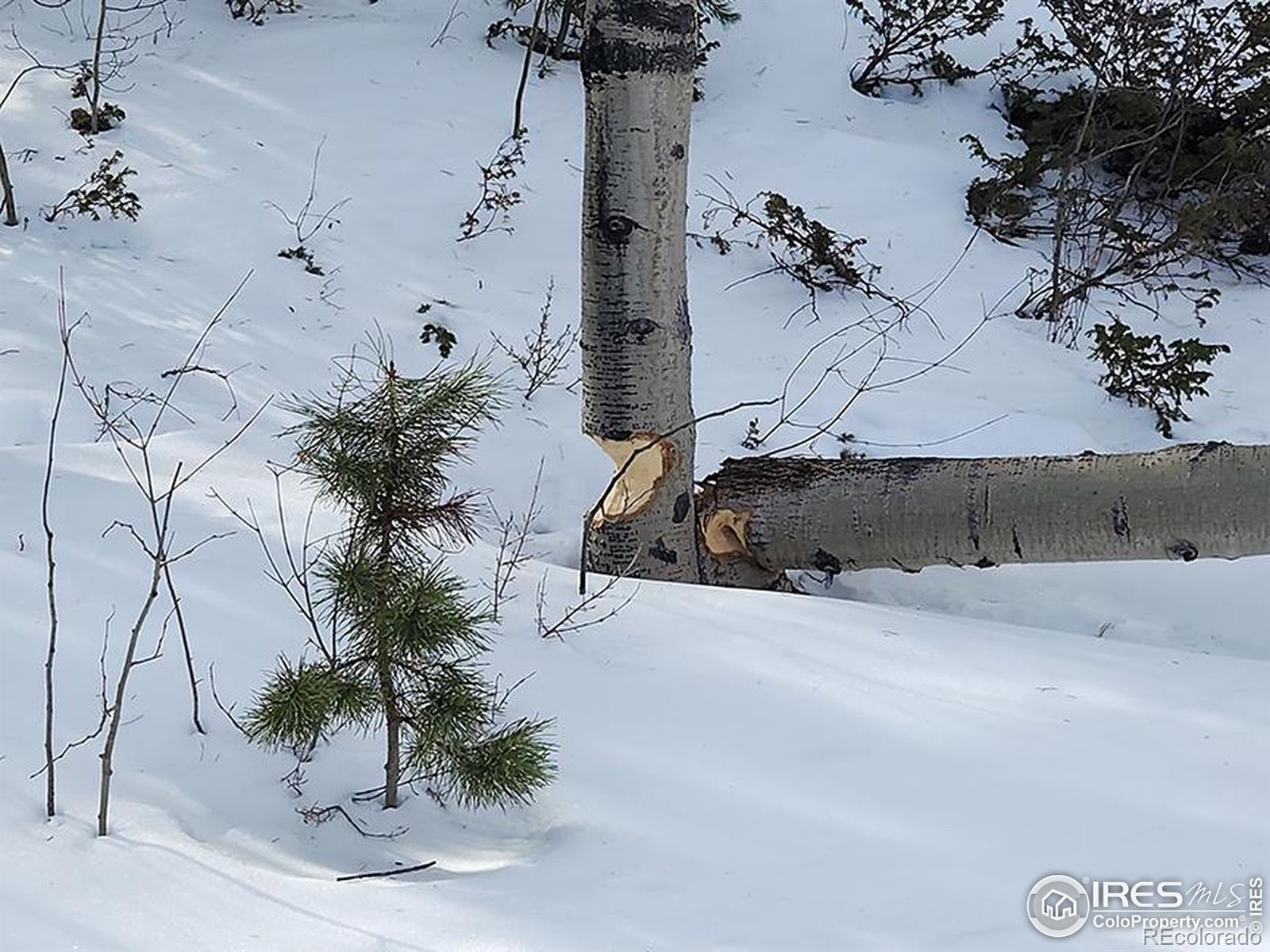 151 Ada Court Red Feather Lakes, CO 80545 - Photo 10 of 22