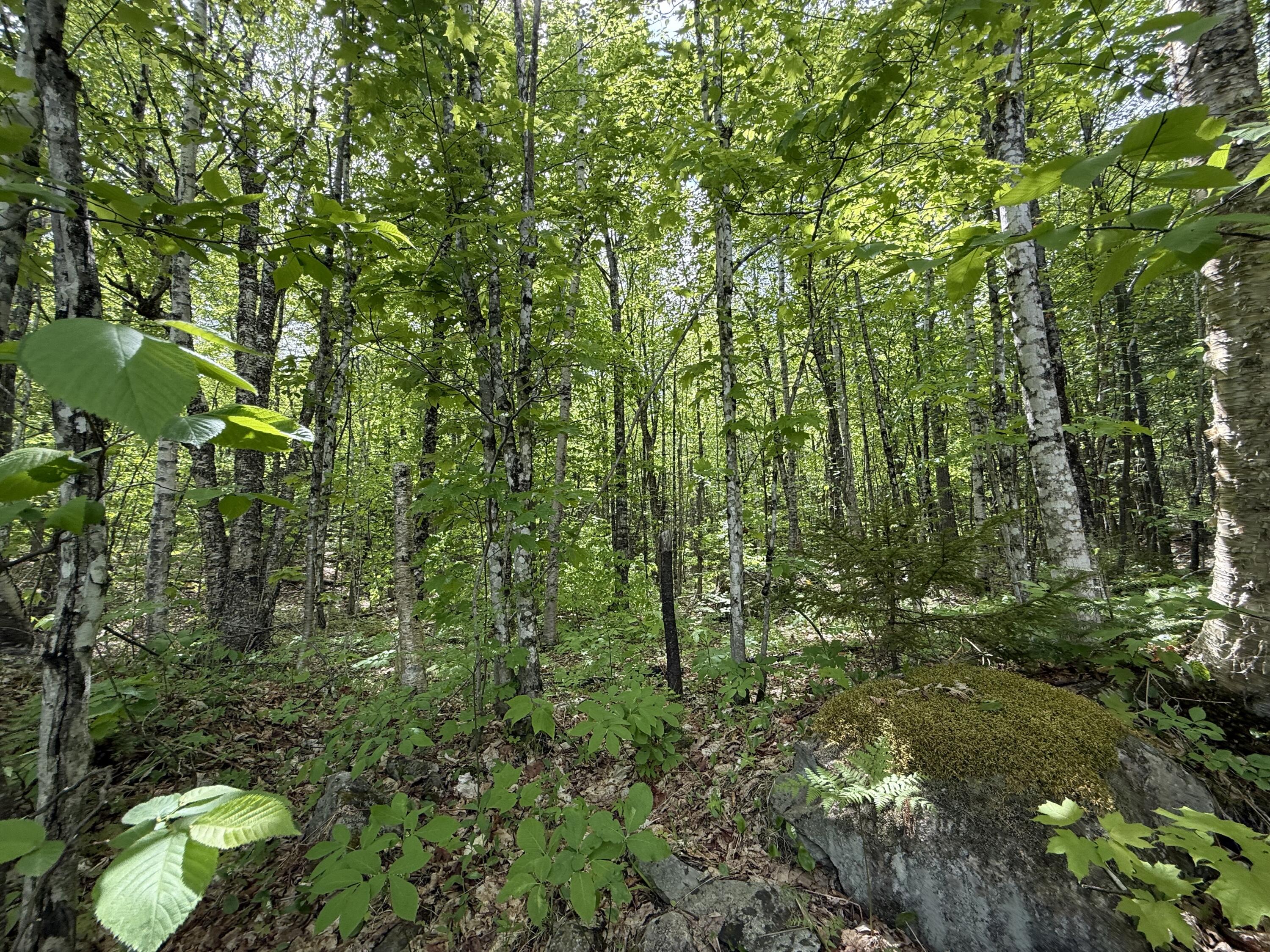 R6-l9 Dickey Mills Road Avon, ME 04966 - Photo 5 of 10 IMG_9685