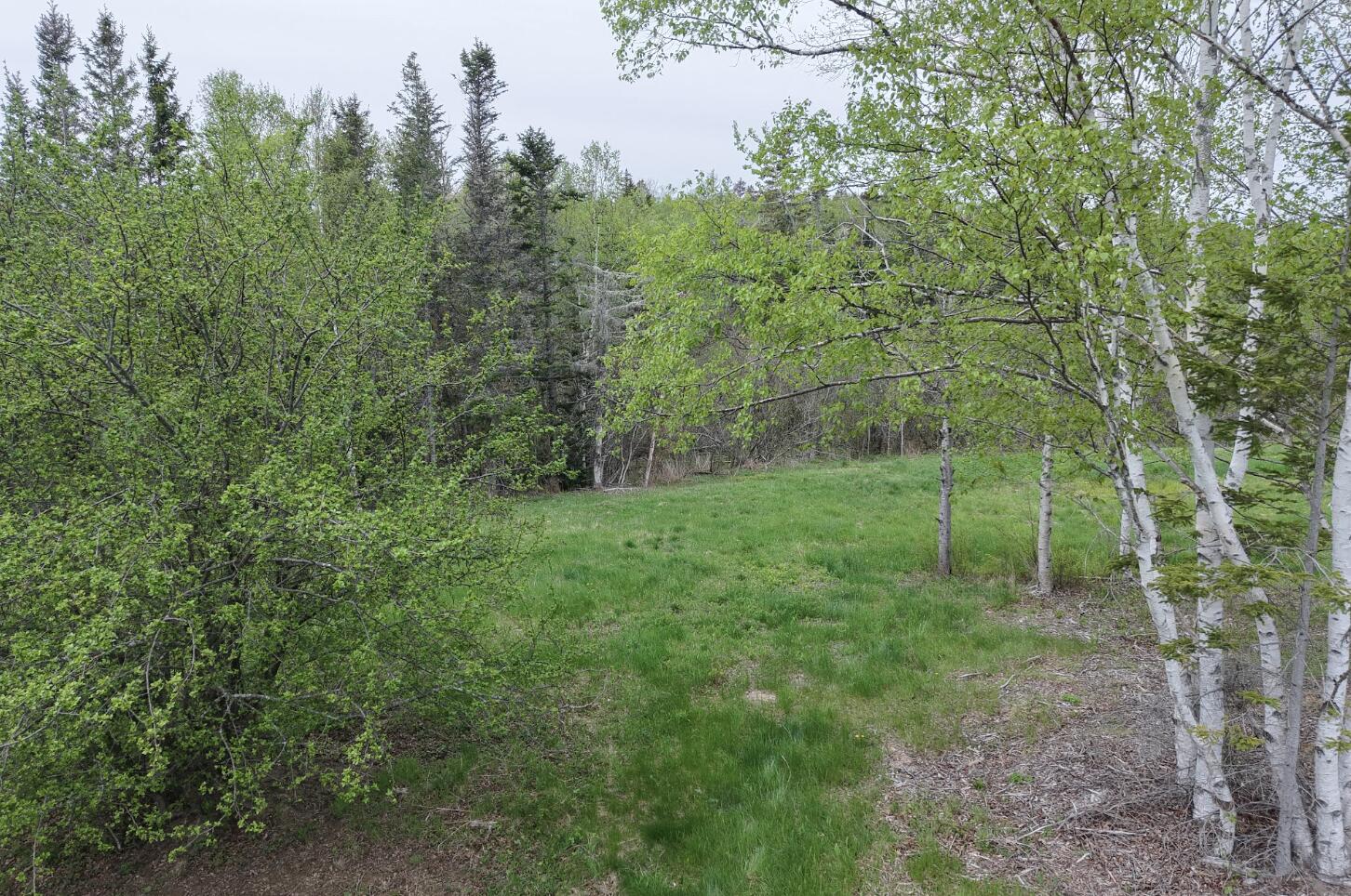 2 3 4 Birch Point Road Perry, ME 04667 - Photo 32 of 34 Birch Point Subdivision grass and trees