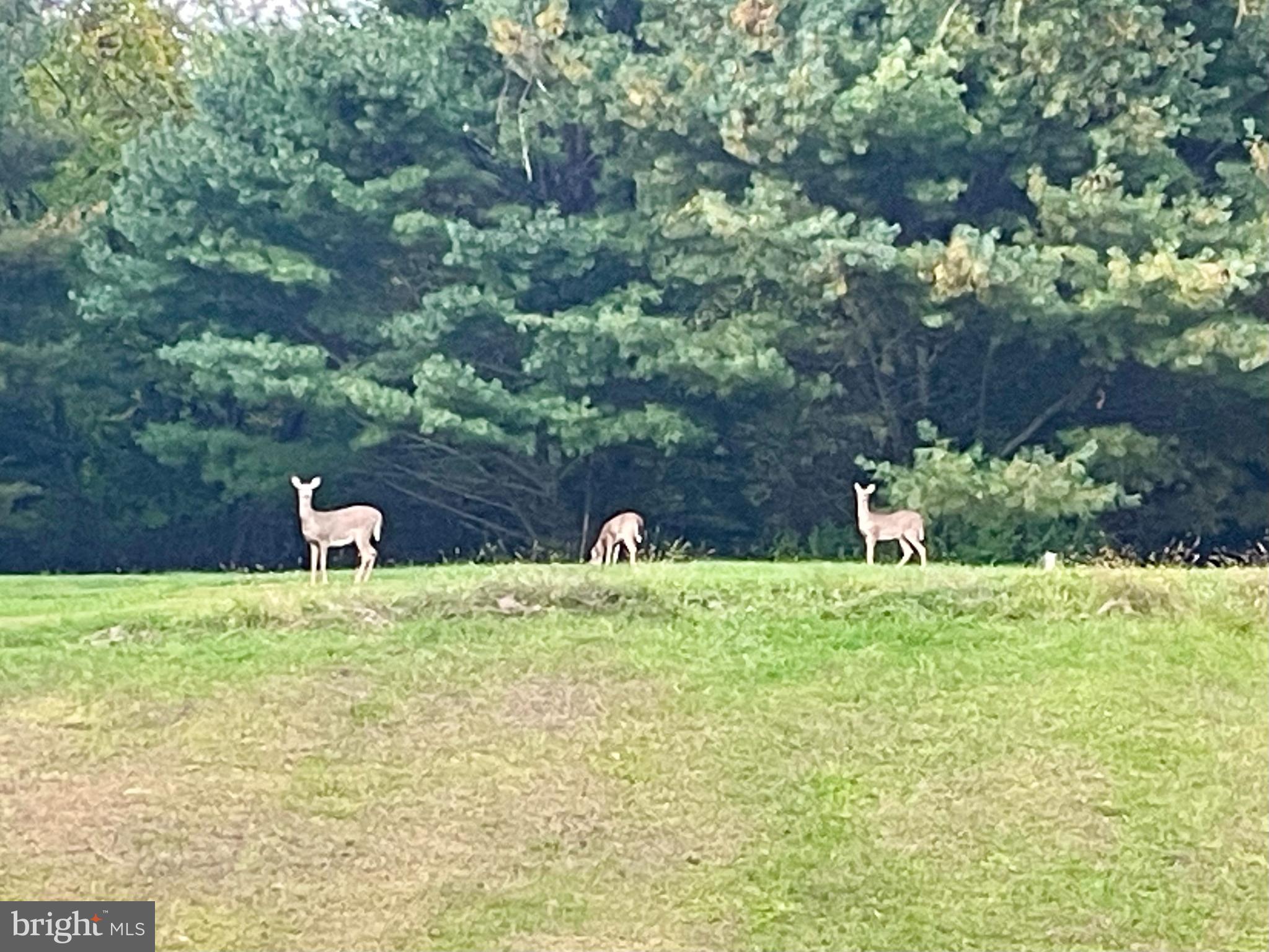 25 Lenape Road Barto, PA 19504 - Photo 44 of 47 Abundance of Wildlife
