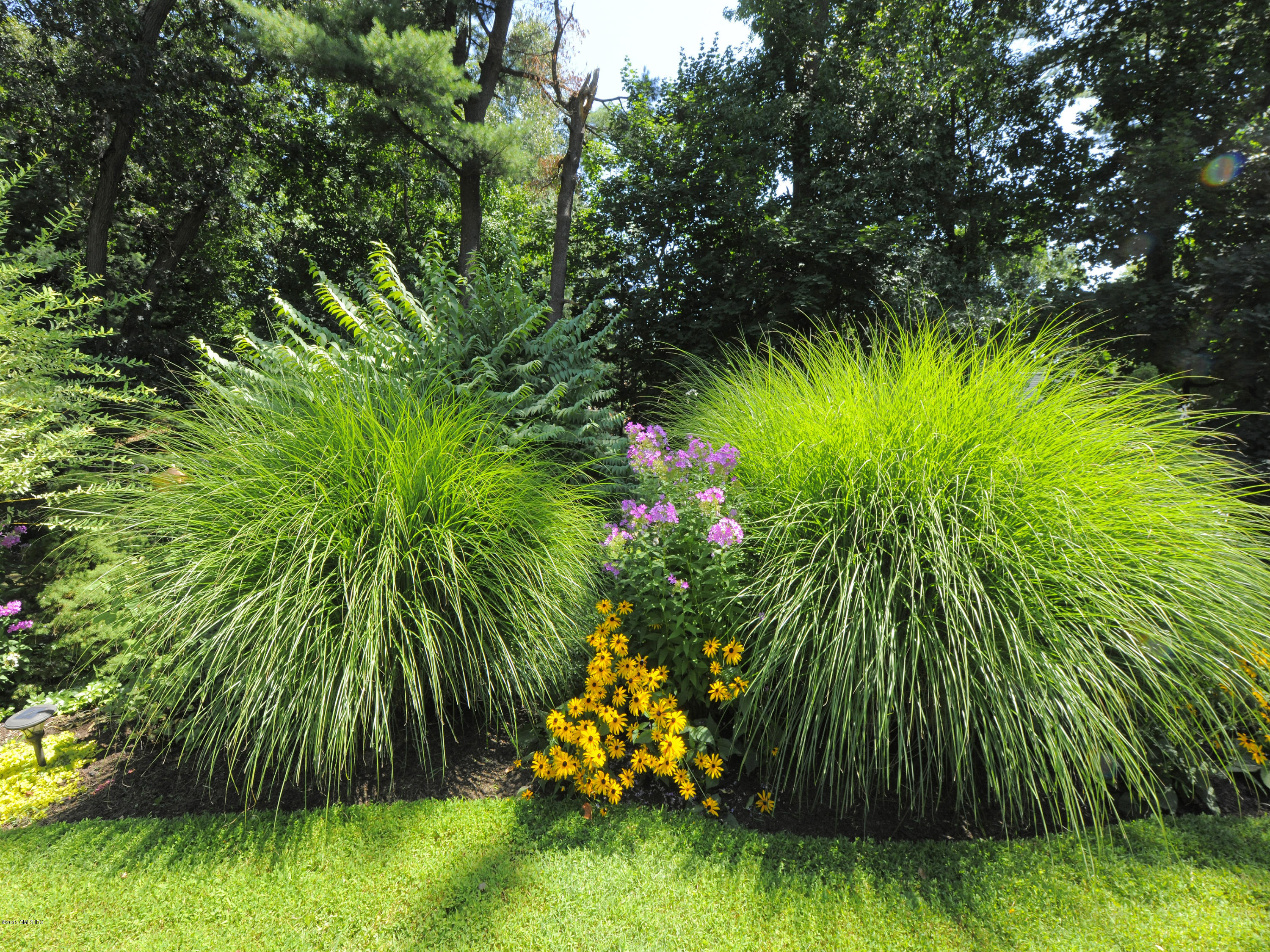65 Overlook Drive Greenwich, CT 06830 - Photo 21 of 21 a yellow plant in a garden