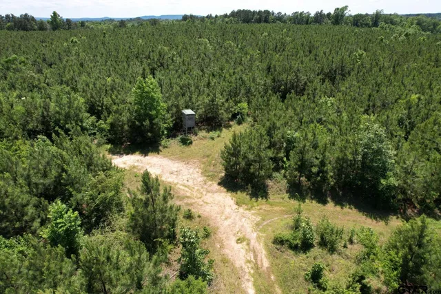 a view of a forest with a street