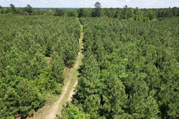 a view of a lush green forest with trees and houses