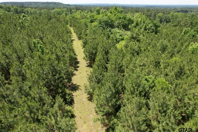 a view of a lush green forest with a tree
