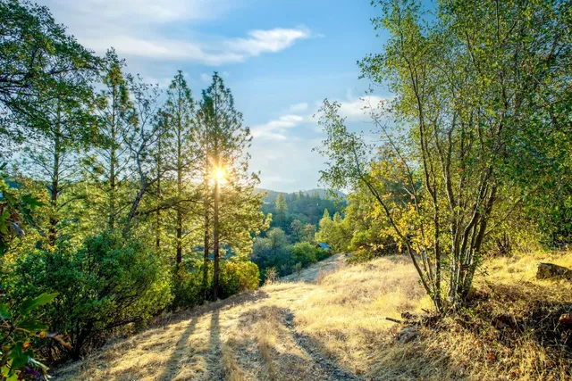 a view of a yard with a tree