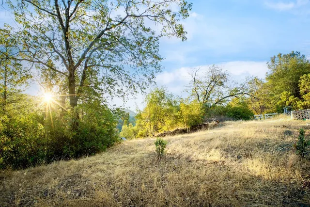 a view of a yard with plants and a bench