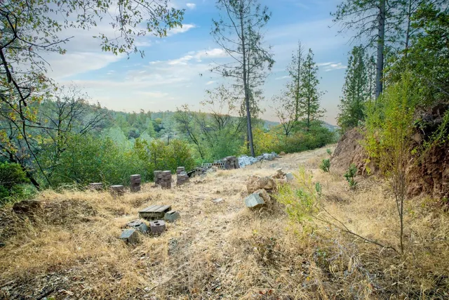 a view of a bunch of trees and bushes