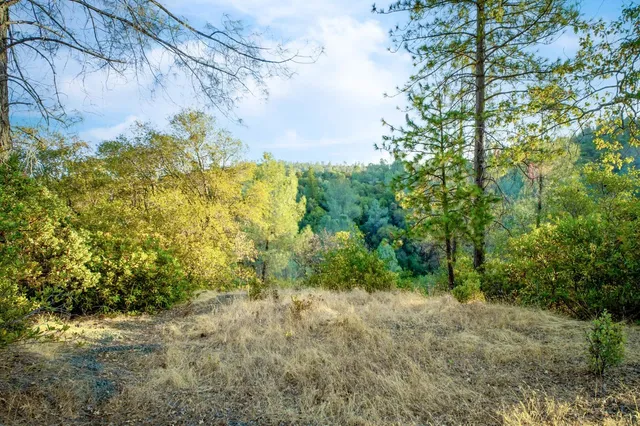 a view of a garden with a tree