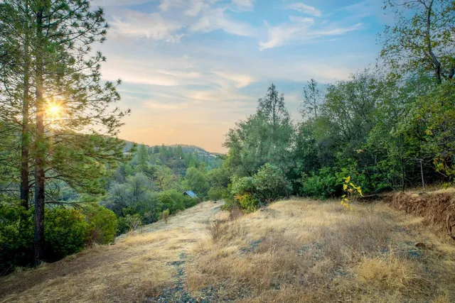 a view of a forest with trees in the background