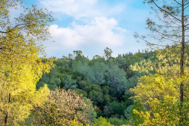 a view of a city with lush green forest