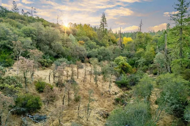 a view of a yard with trees