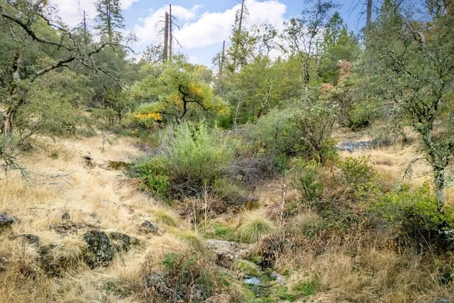 a view of a city with large trees