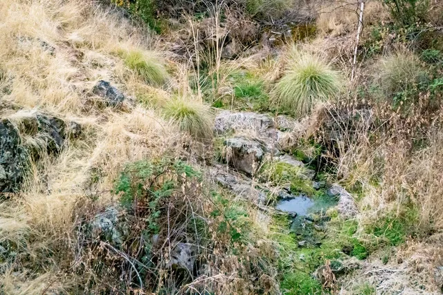 a view of a green field with lots of bushes
