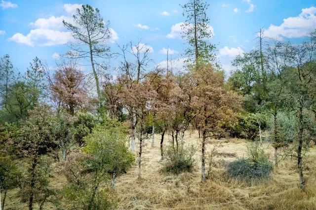 a view of a yard with wooden deck