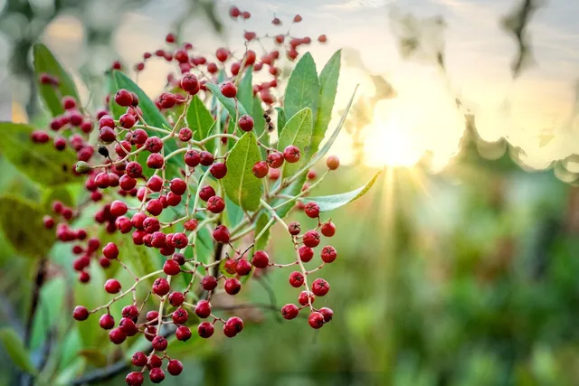 $129,000 | 10932 Oak Canyon Drive, Penn Valley, CA 95946