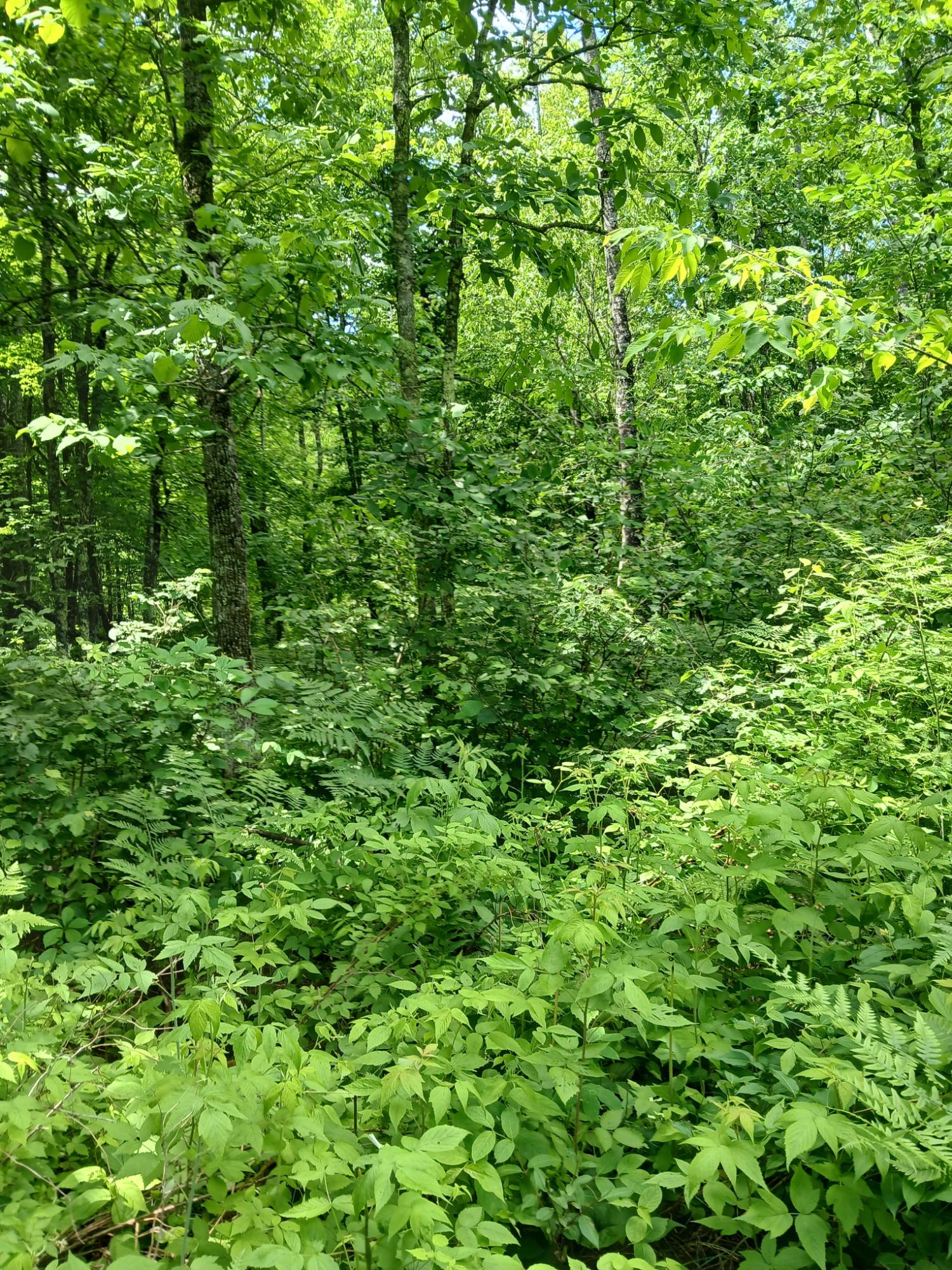 Off Bass Lake Road Butternut, WI 54514 - Photo 2 of 13 Gallery Image 2