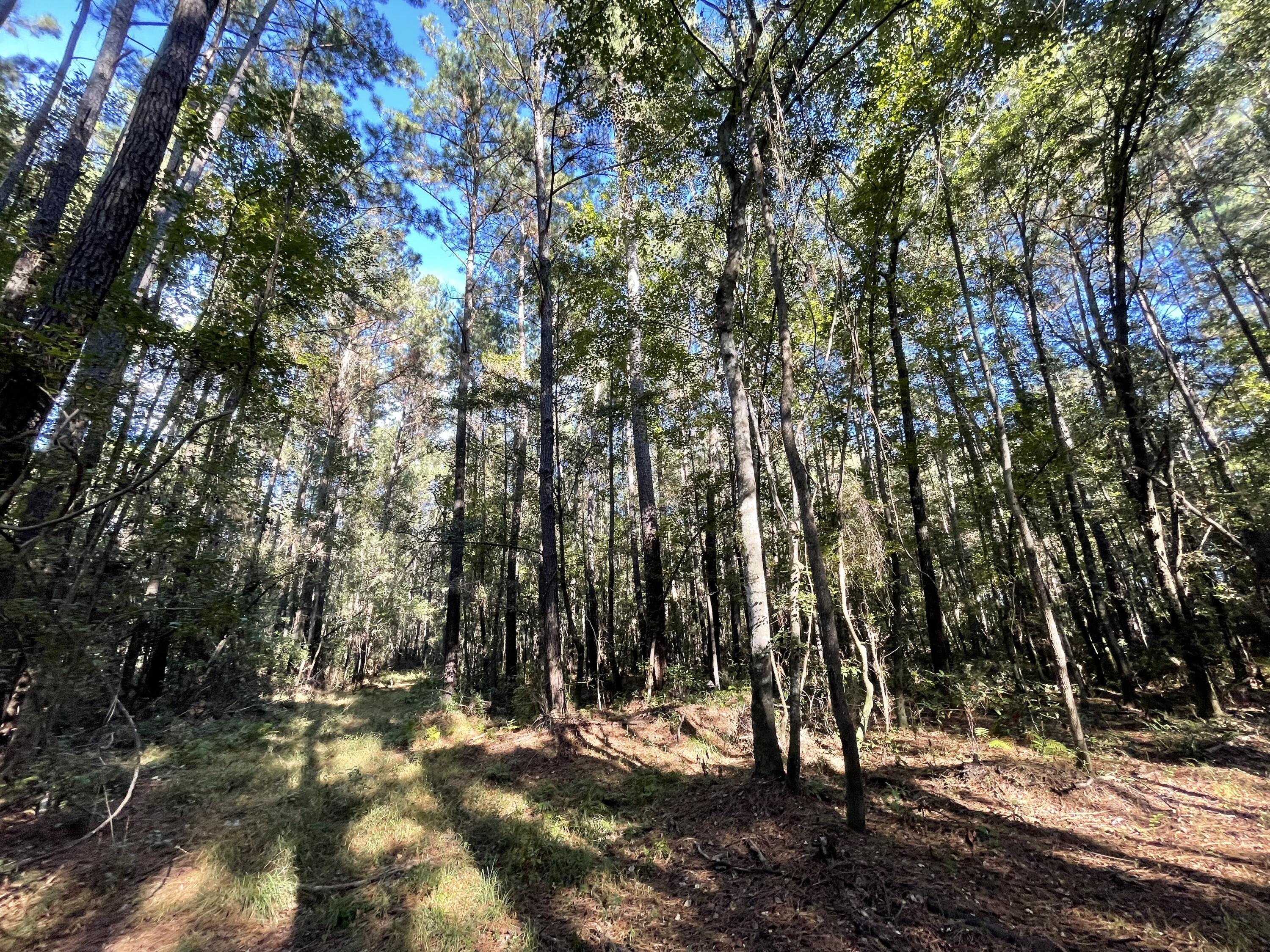 0 Cooper Store Road Moncks Corner, SC 29461 - Photo 2 of 8 IMG_4264