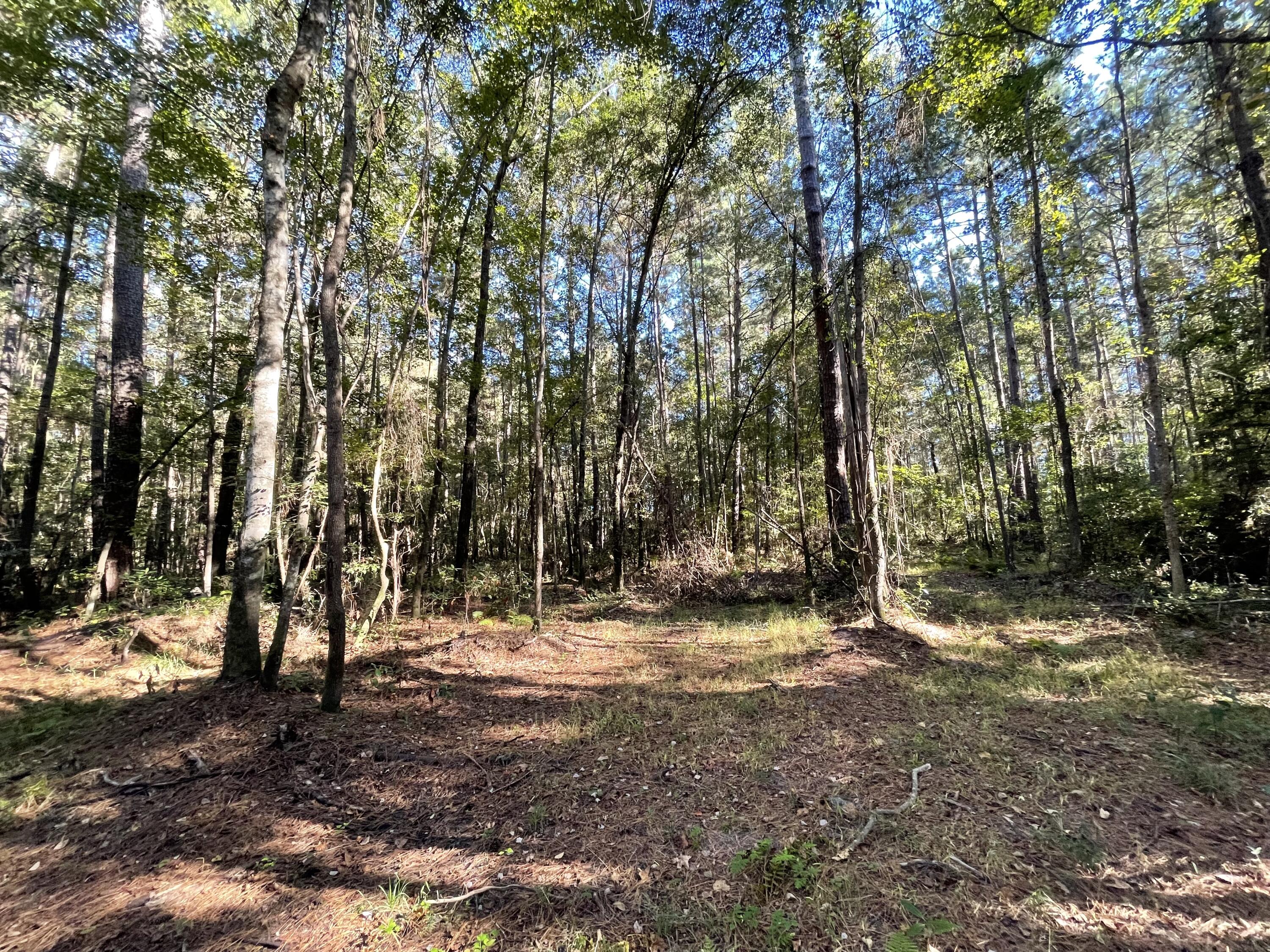 0 Cooper Store Road Moncks Corner, SC 29461 - Photo 3 of 8 IMG_4265