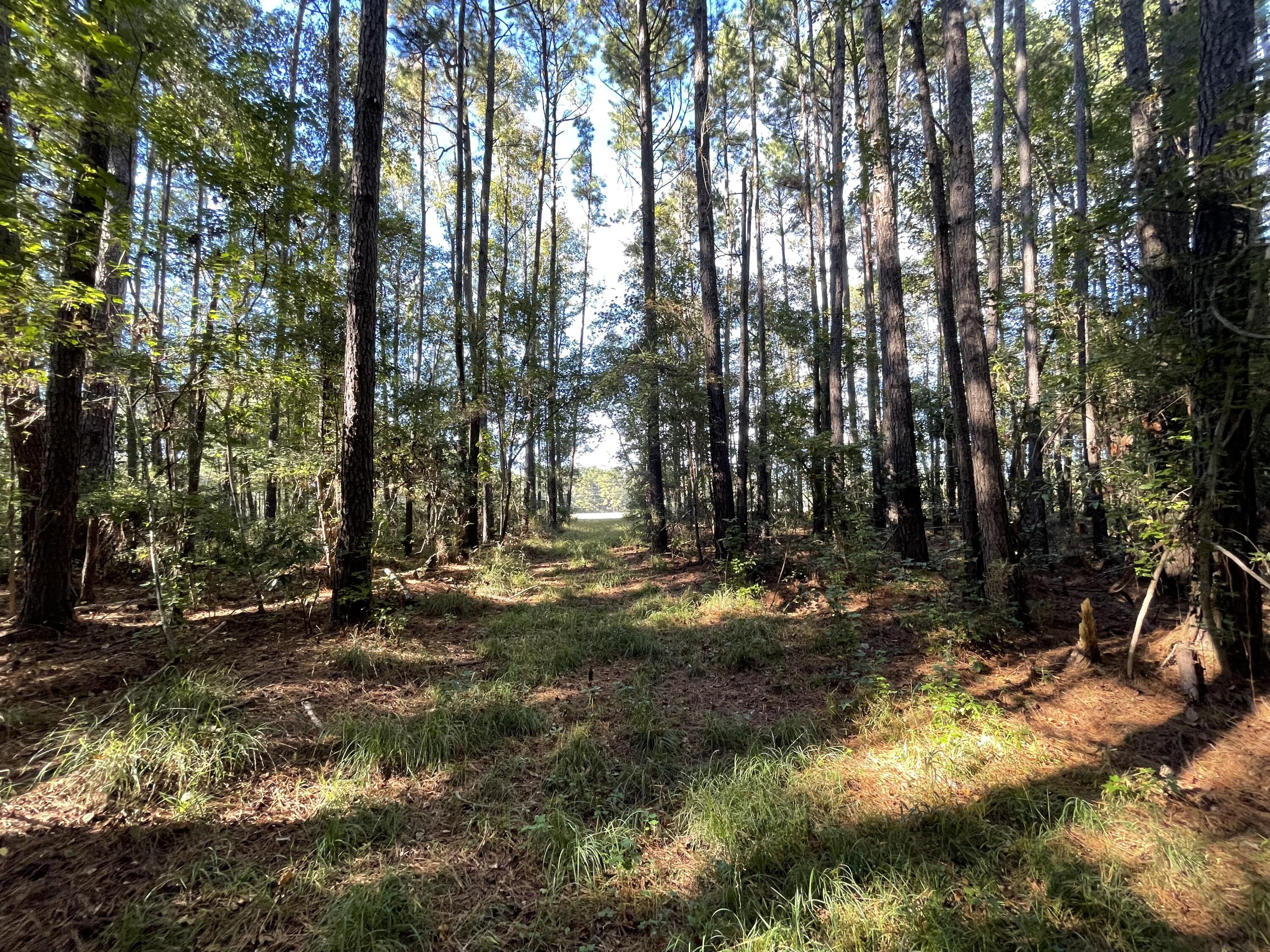 0 Cooper Store Road Moncks Corner, SC 29461 - Photo 4 of 8 IMG_4267