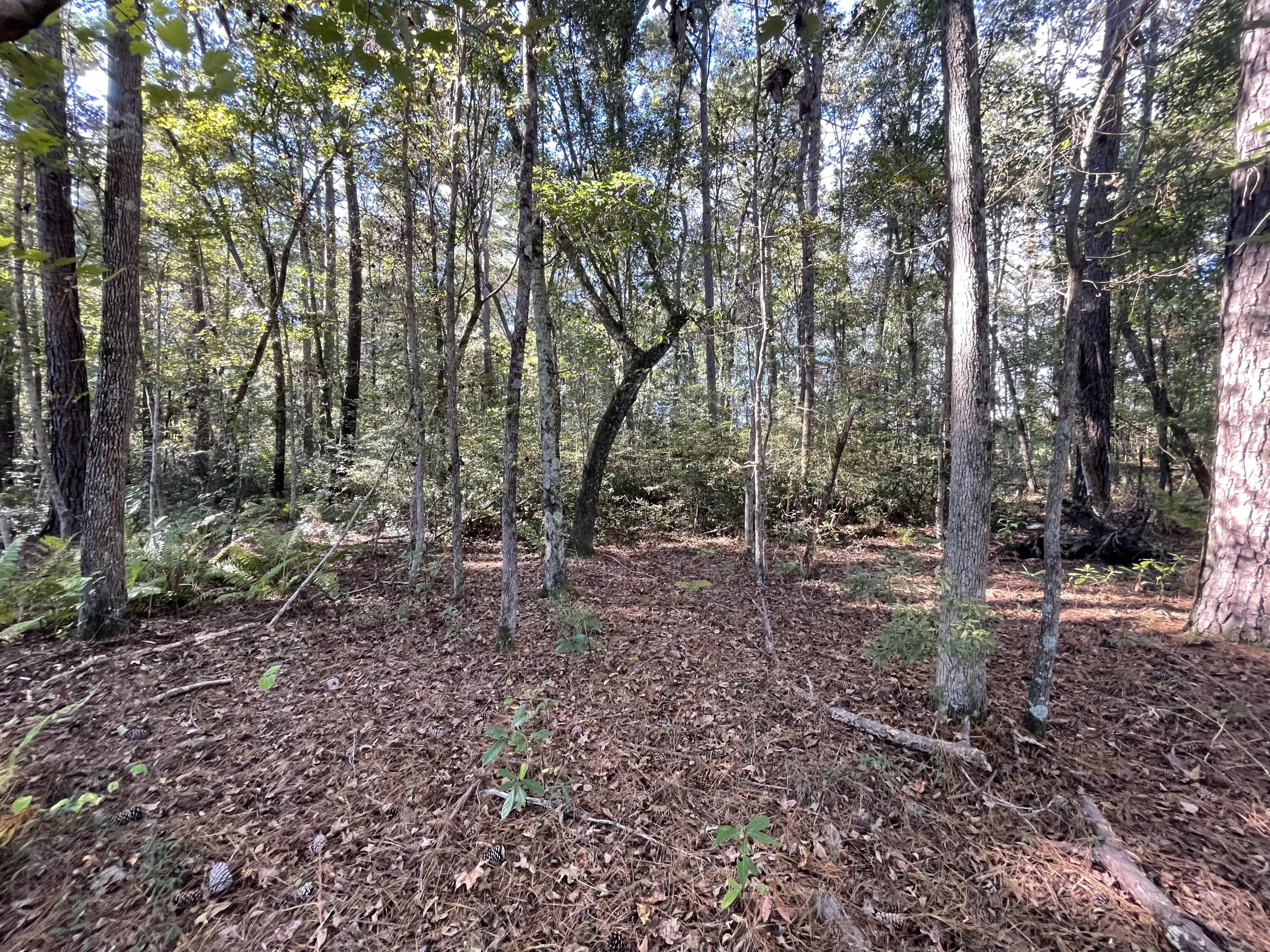 0 Cooper Store Road Moncks Corner, SC 29461 - Photo 6 of 8 IMG-4252