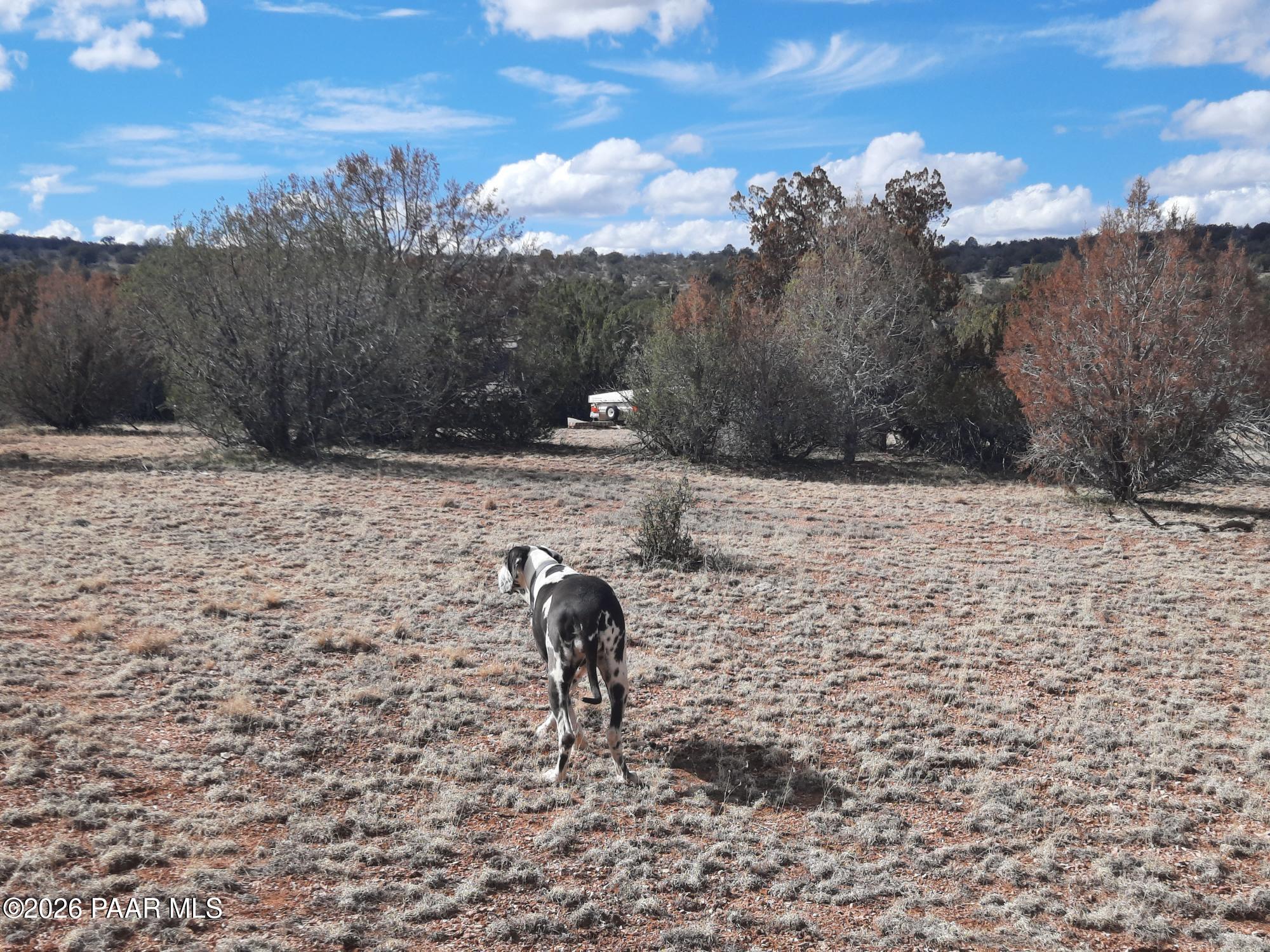 243 B Chosen Few Road Seligman, AZ 86337 - Photo 11 of 12 a view of a backyard of the house