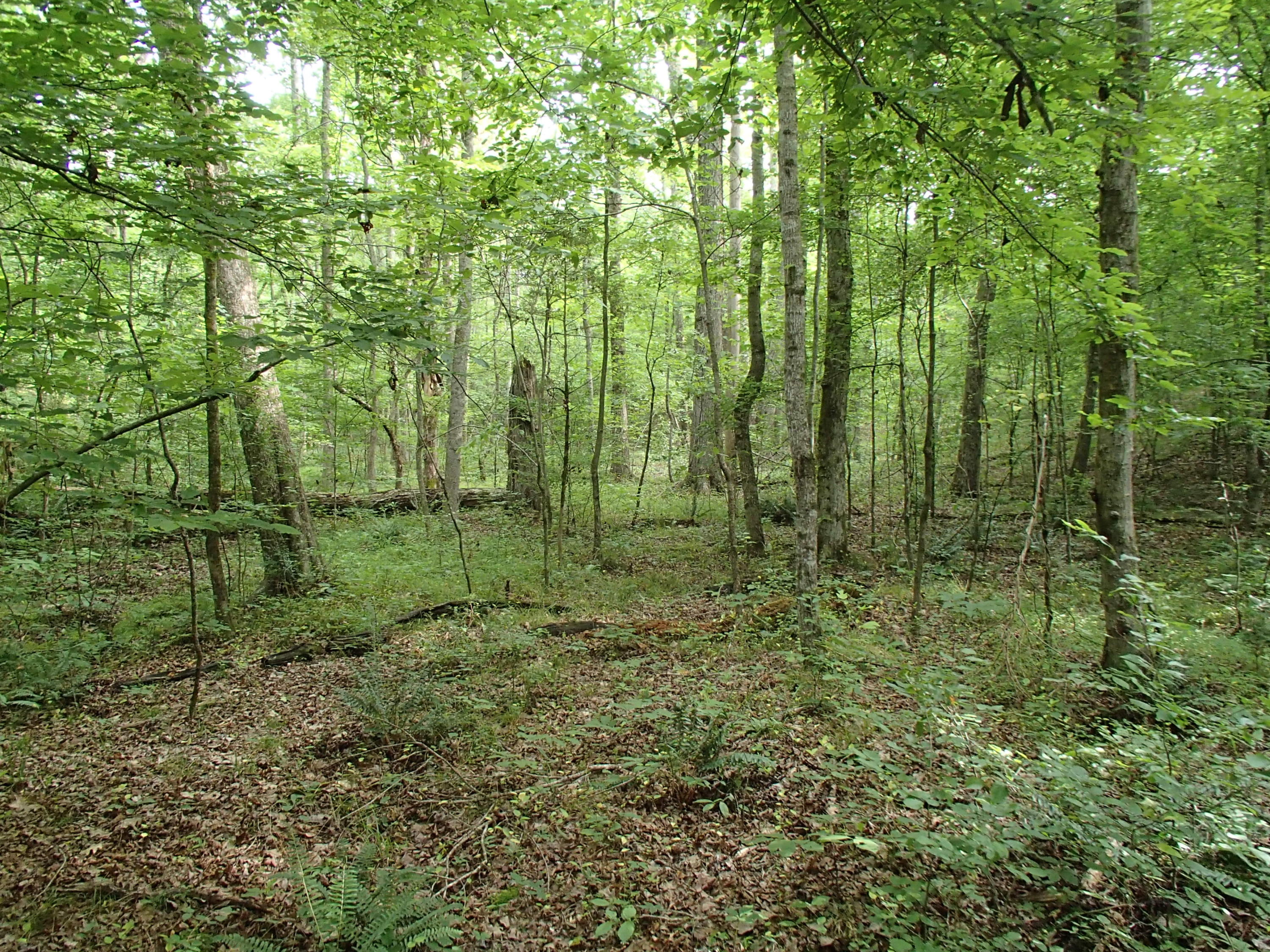 609 Proffitt Hill Lane, Unit TR14 Decatur, TN 37322 - Photo 8 of 12 P7010247