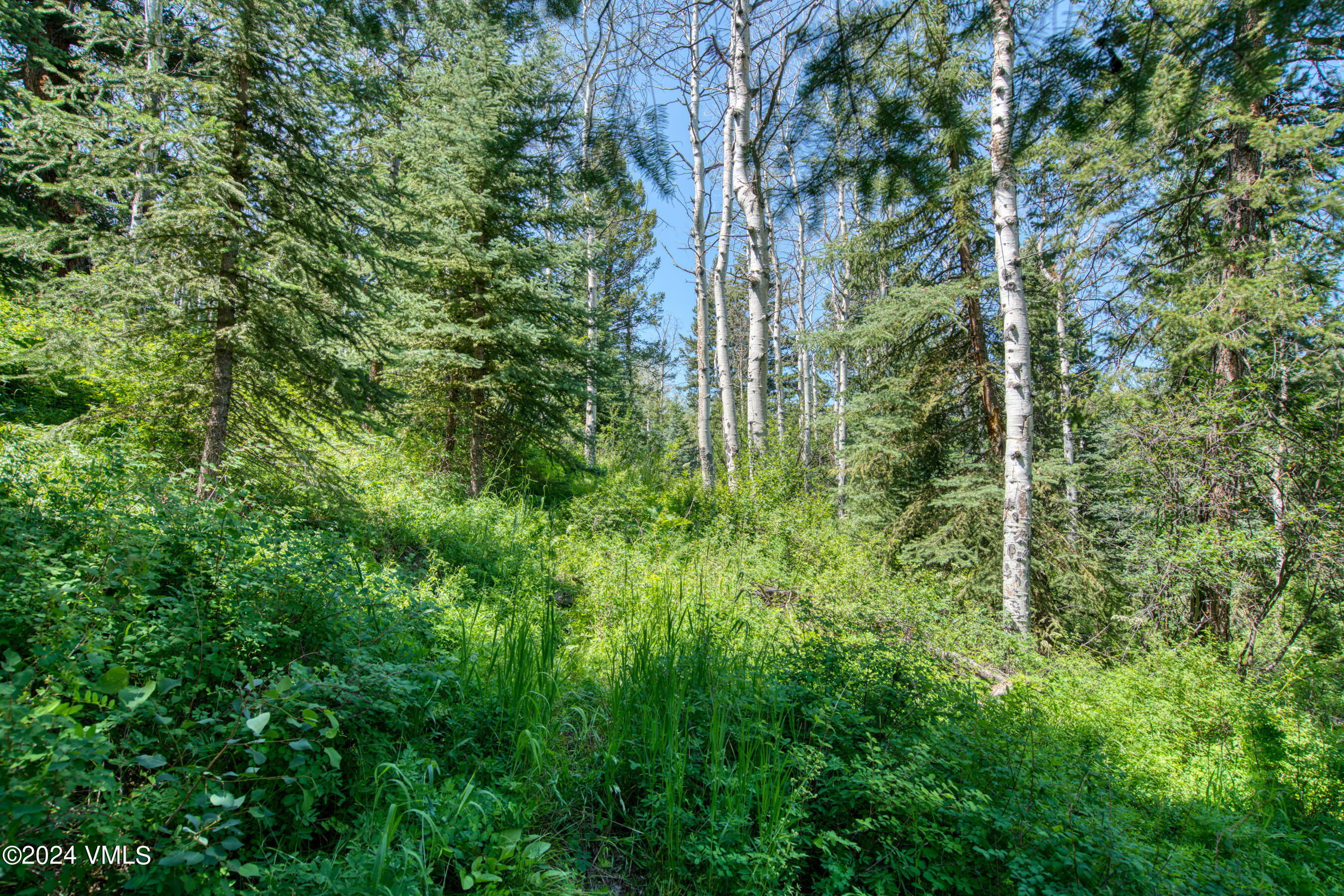 92 Sunquist Road Edwards, CO 81632 - Photo 16 of 39 a view of a lush green forest
