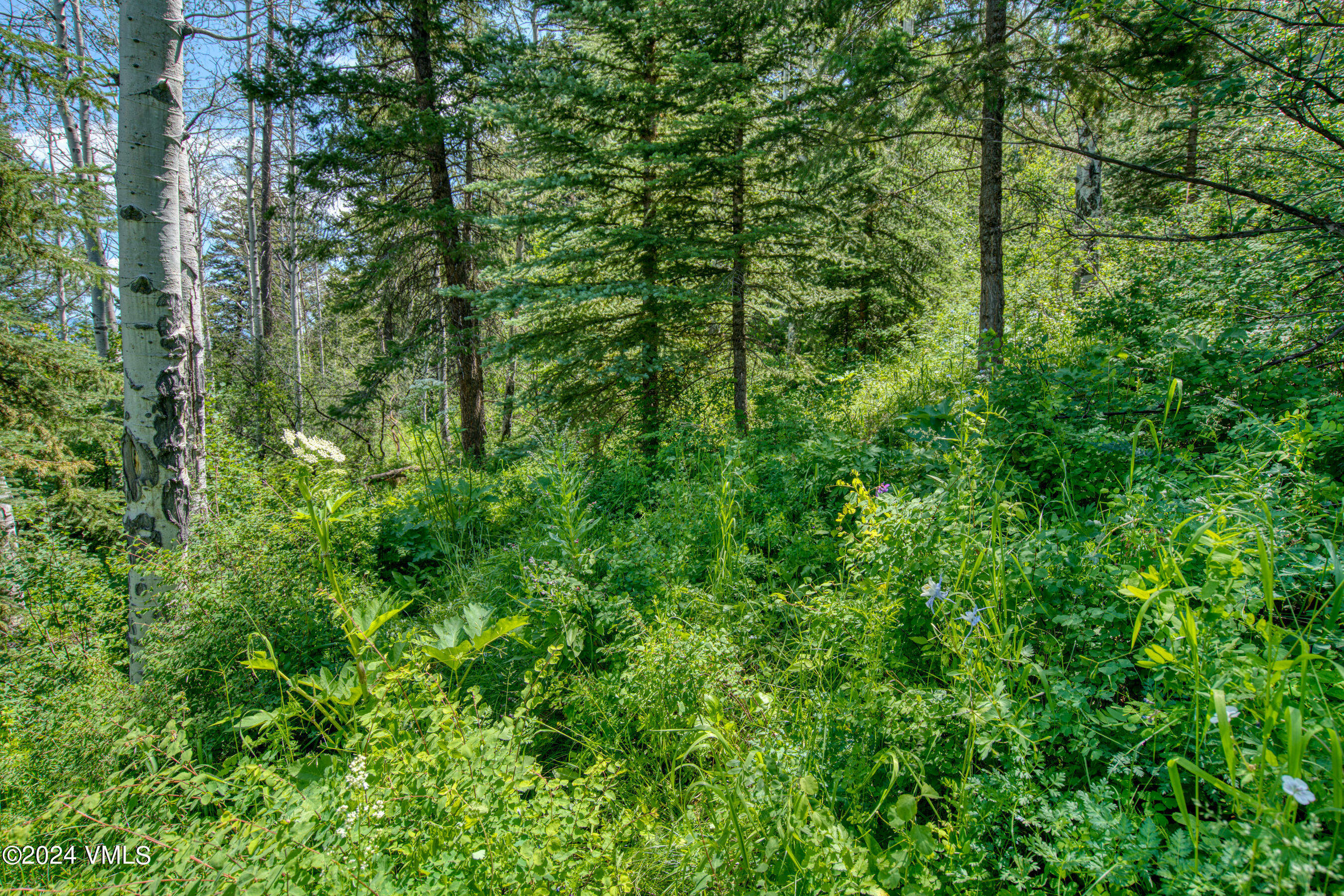 92 Sunquist Road Edwards, CO 81632 - Photo 18 of 39 a view of a lush green forest
