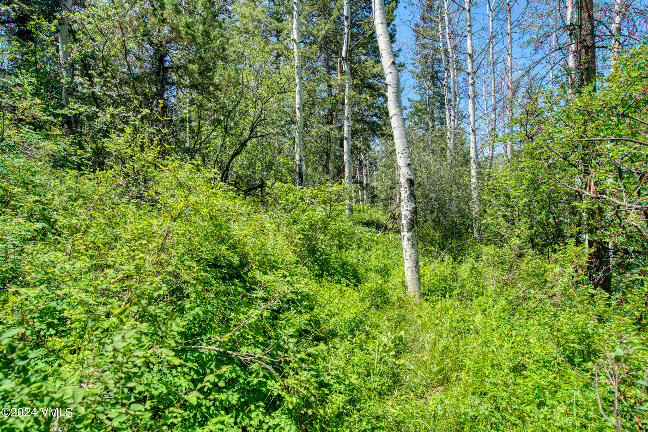92 Sunquist Road Edwards, CO 81632 - Photo 21 of 39 a view of a forest