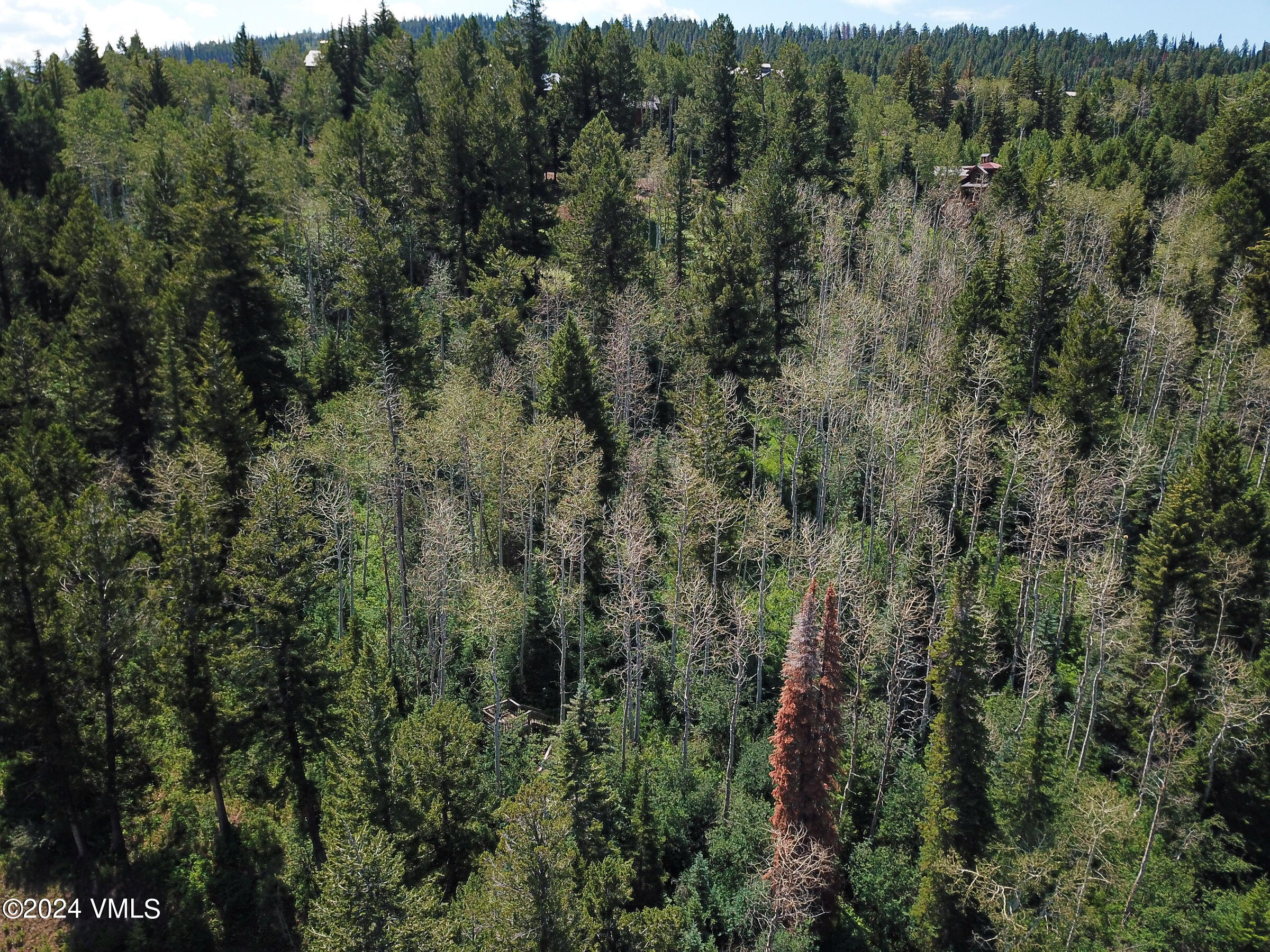 92 Sunquist Road Edwards, CO 81632 - Photo 36 of 39 a view of a lots of trees and bushes