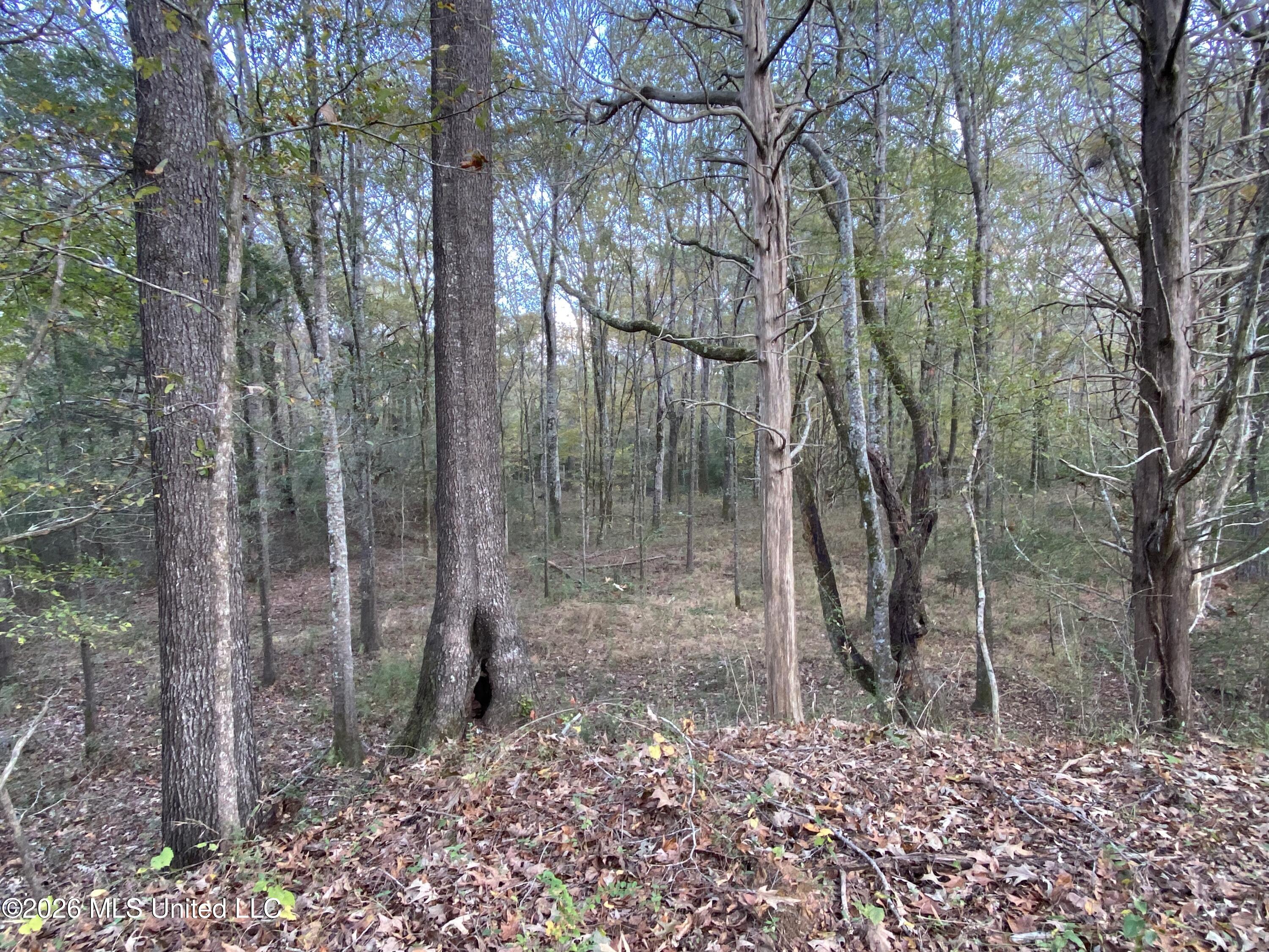 1359 Loring Rd Exd Camden, MS 39045 - Photo 48 of 91 IMG_6362