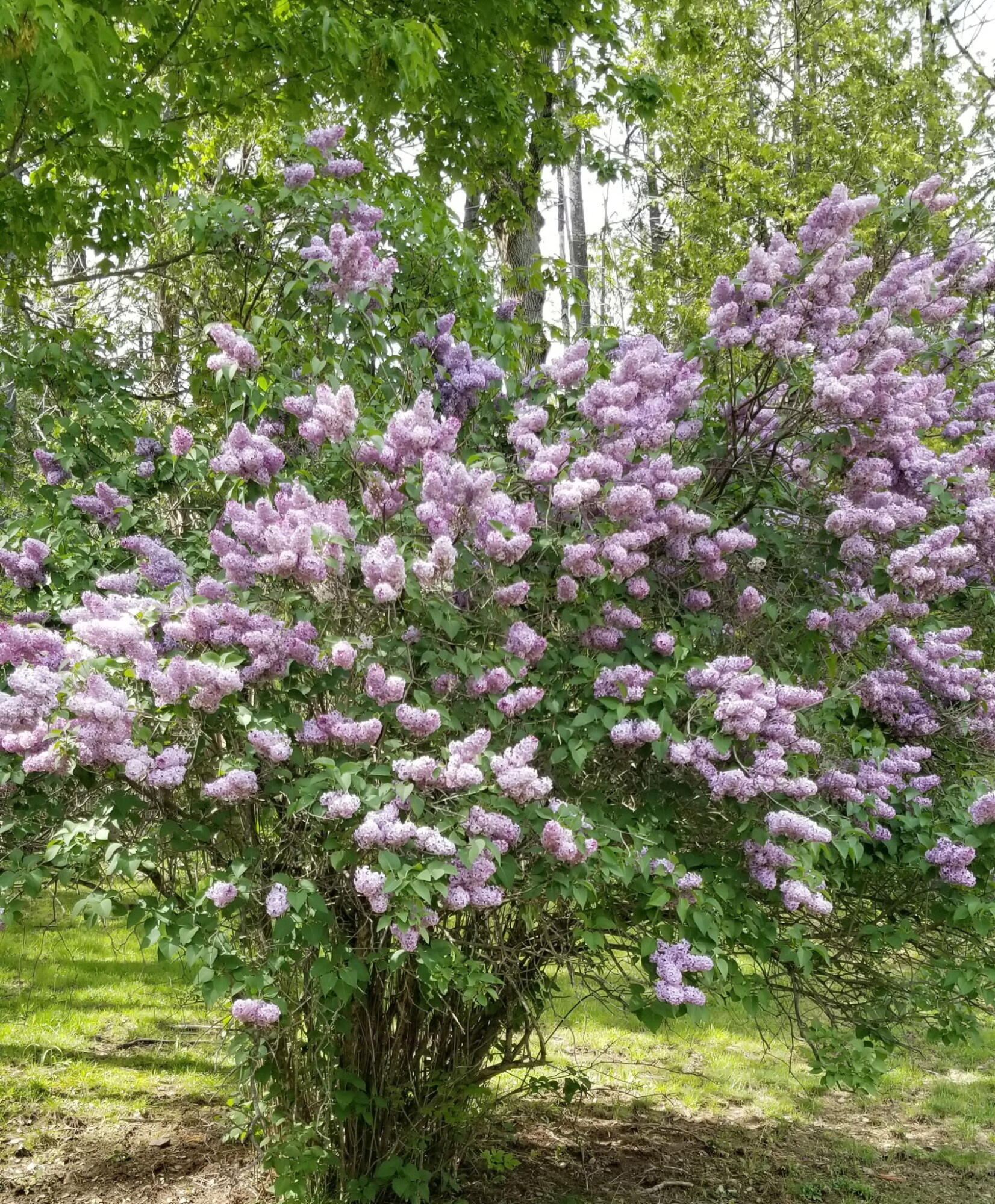 1522 Pushaw Road Glenburn, ME 04401 - Photo 55 of 58 1000002065