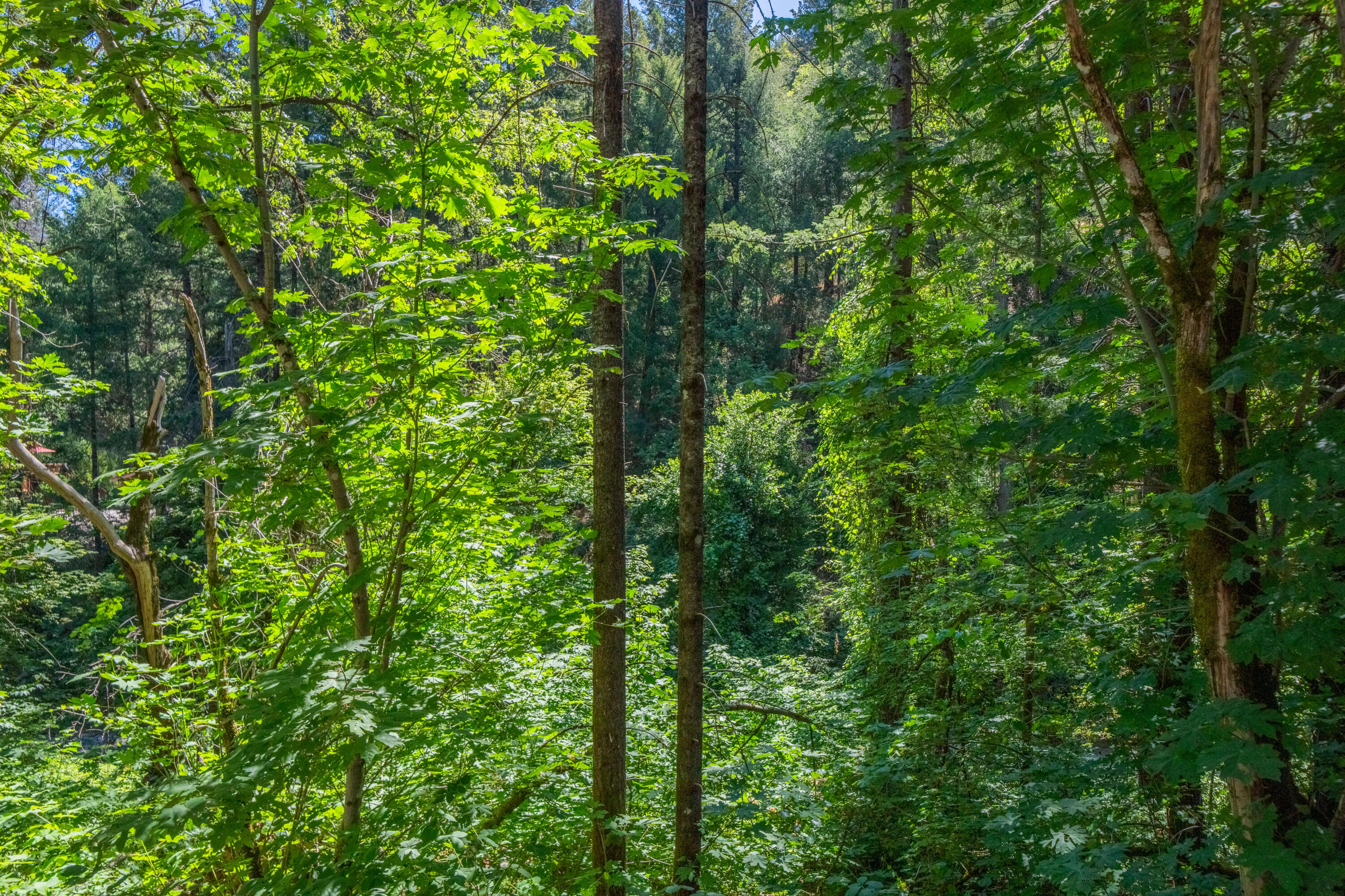19610 Roaring Brook Way Lakehead, CA 96051 - Photo 18 of 58 a view of a lush green forest
