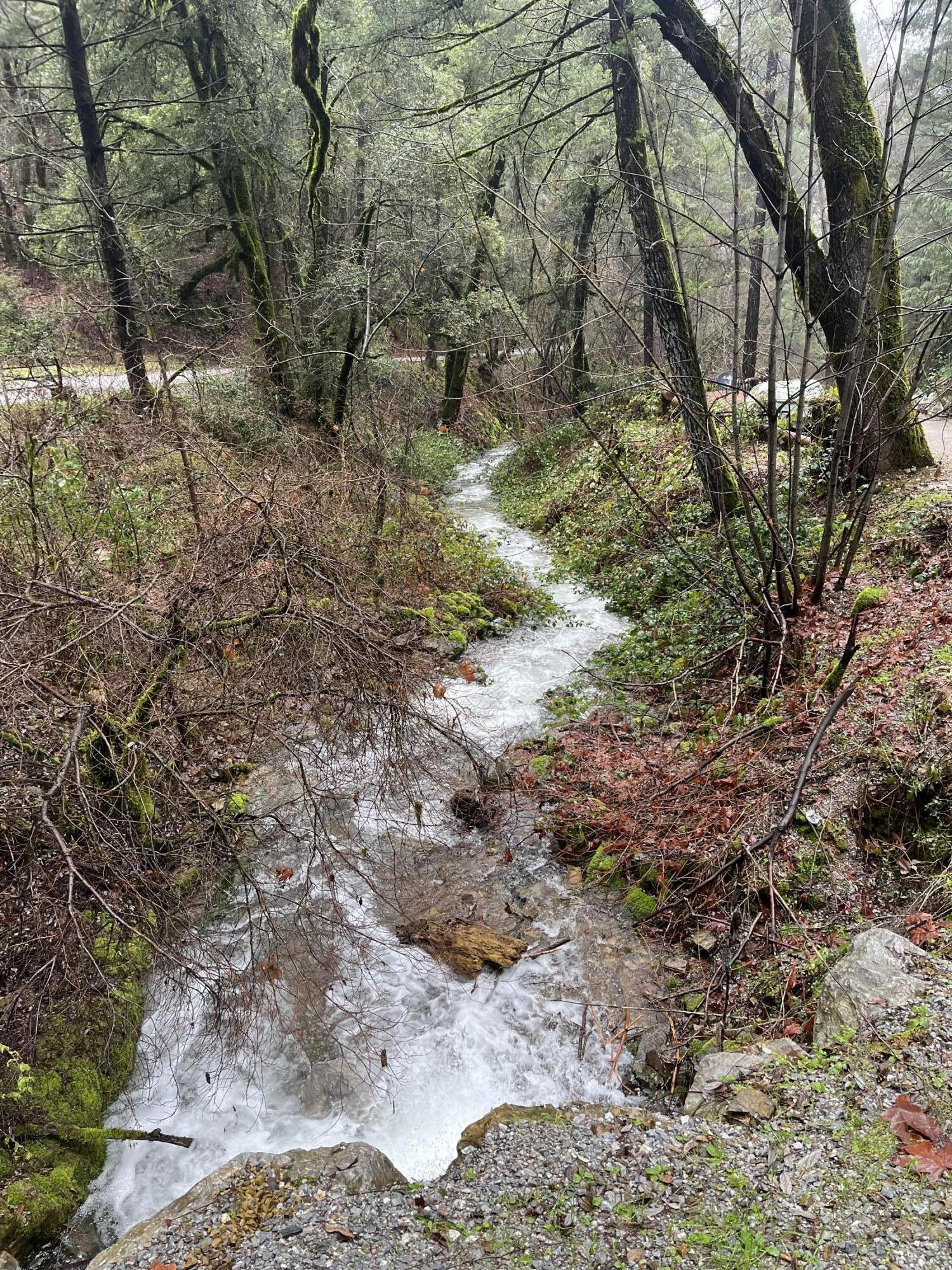 19610 Roaring Brook Way Lakehead, CA 96051 - Photo 3 of 58 a view of a yard