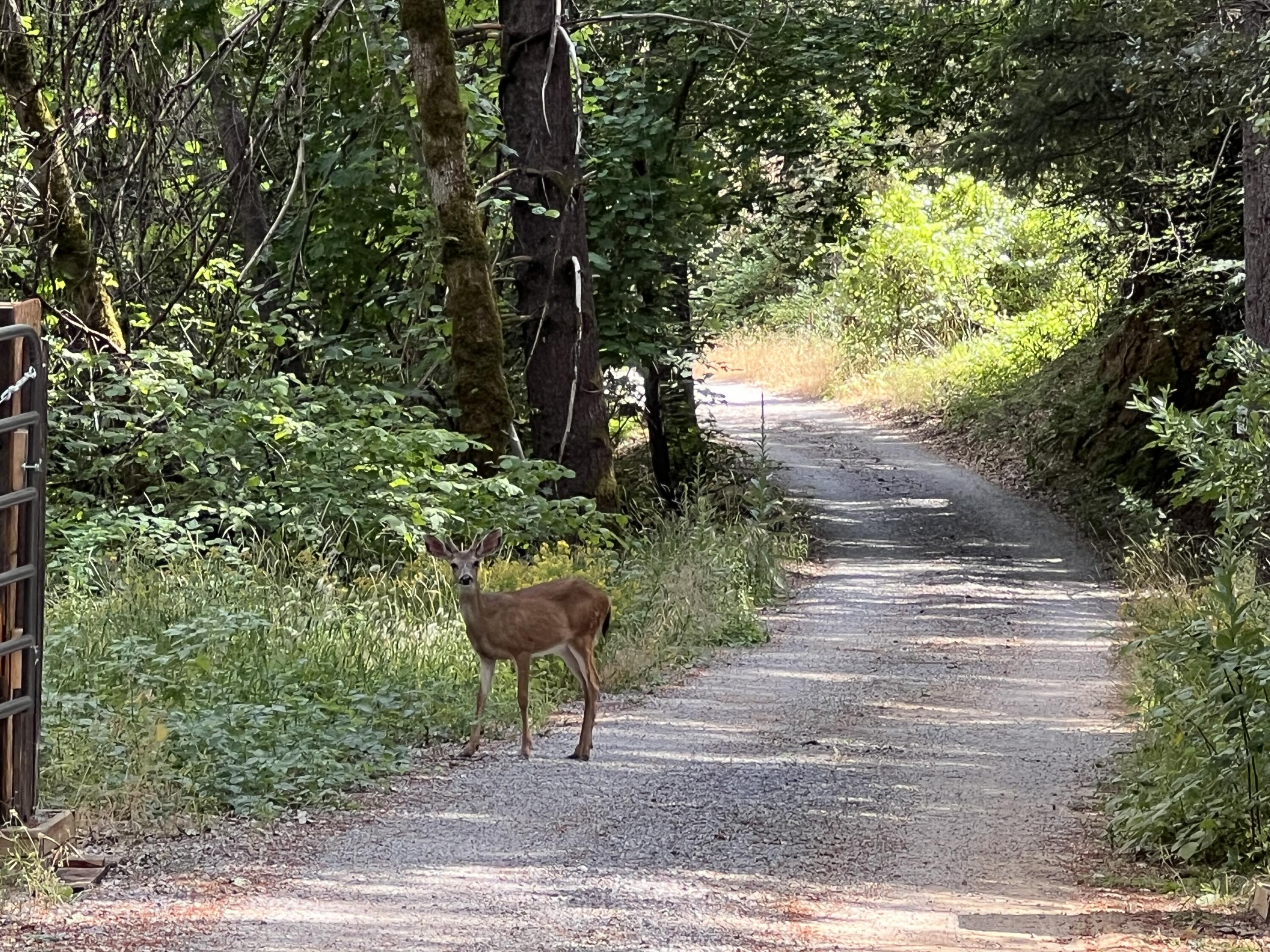 19610 Roaring Brook Way Lakehead, CA 96051 - Photo 5 of 58 a view of a yard and an trees