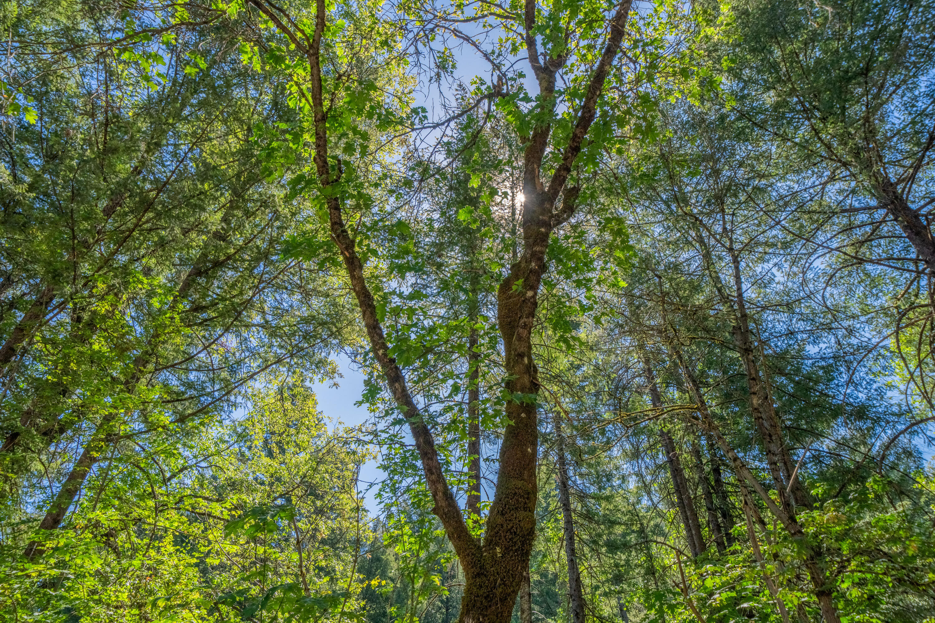 19610 Roaring Brook Way Lakehead, CA 96051 - Photo 55 of 58 Enjoy the peaceful serenity