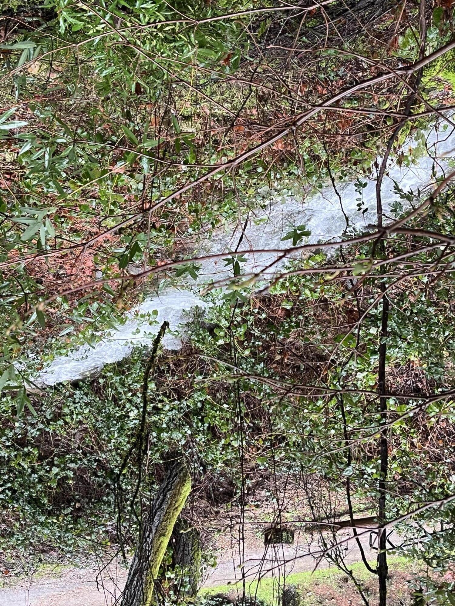 19610 Roaring Brook Way Lakehead, CA 96051 - Photo 56 of 58 a picture of trees