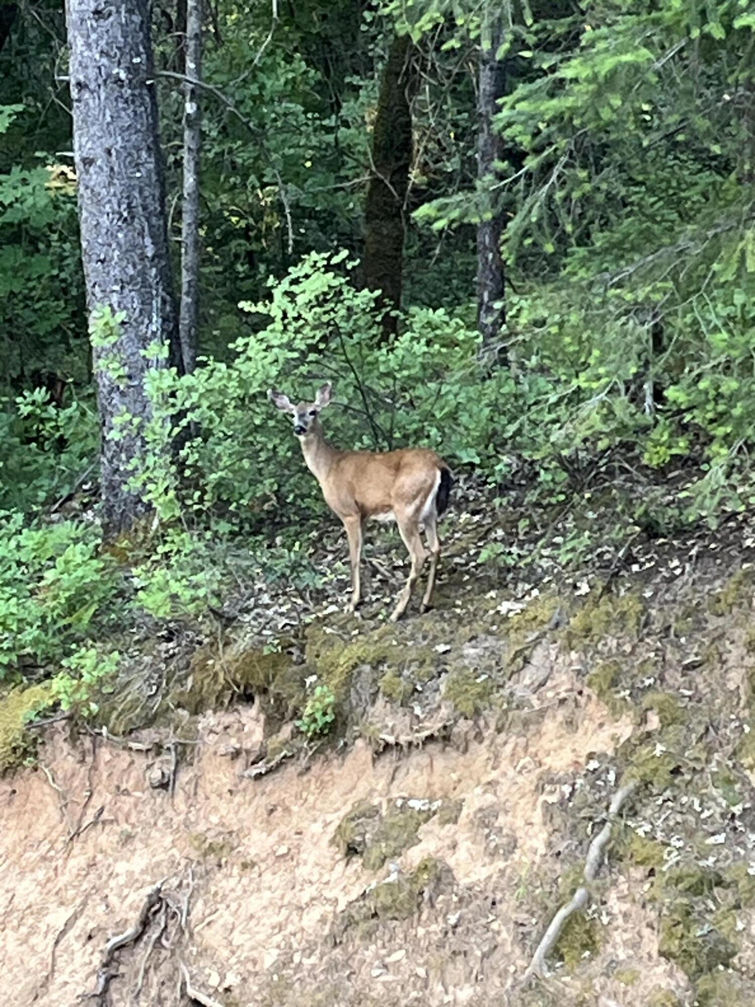 19610 Roaring Brook Way Lakehead, CA 96051 - Photo 58 of 58 a view of a backyard with plants