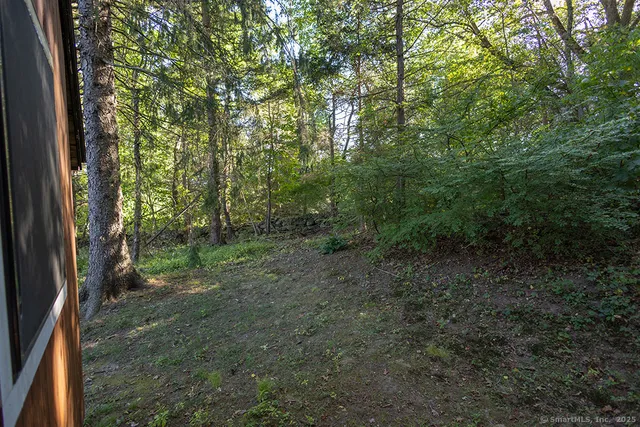 a view of a forest with trees in the background